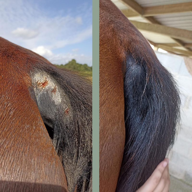 Application du Cataplasme Réparateur sur une plaie de cheval.