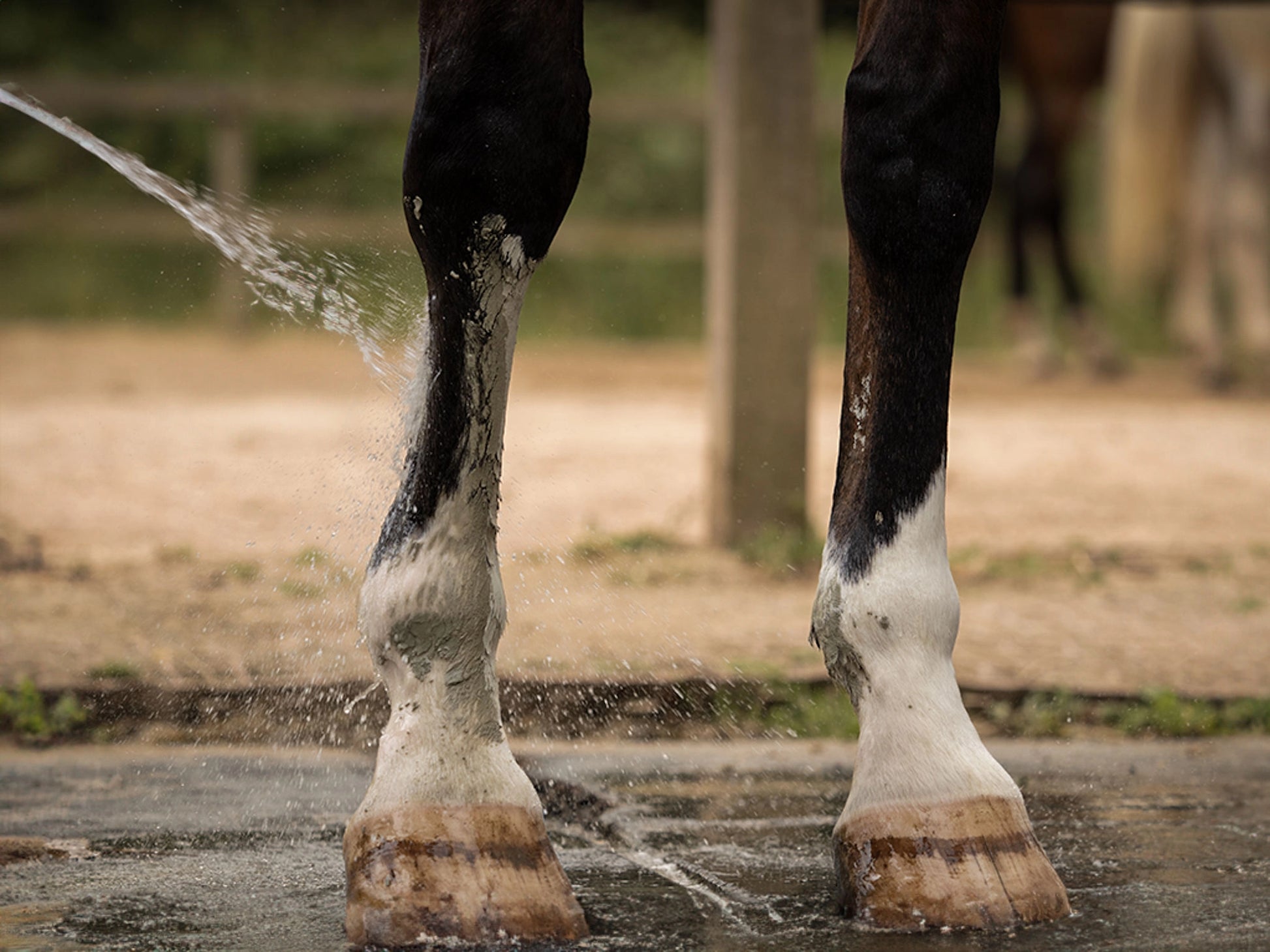 Retrait facile du cataplasme d'argile verte sur un cheval, rinçage simple à l'eau après application.